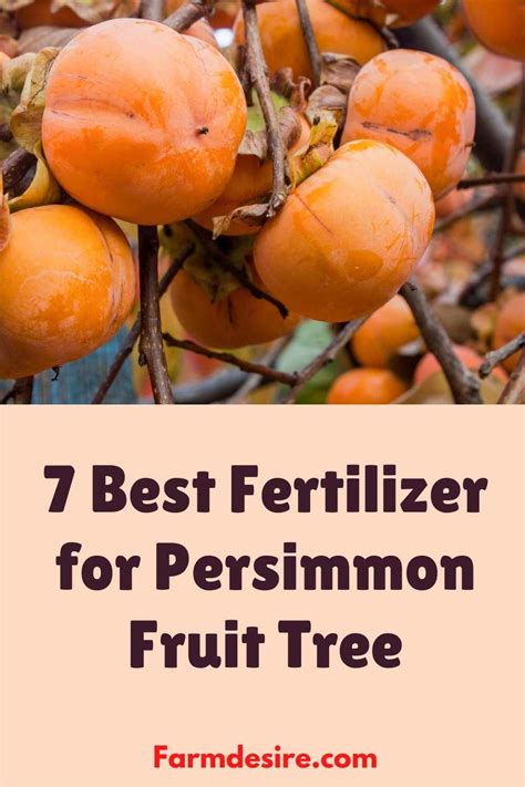 7 Best Fertilizer for Persimmon Fruit Tree - 2022 Reviews - Lawn Desire