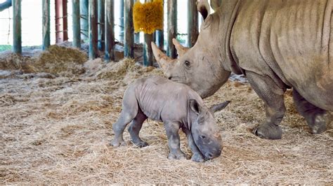 ZooTampa welcomes newest arrival, baby southern white rhino | FOX 13 ...