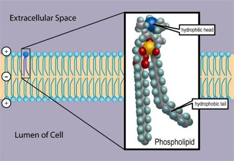 Structure of The Cell Membrane - Phospholipids - Cholesterol - TeachMePhysiology