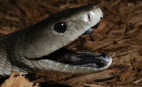 Amazing Black Mamba Snake - Black mamba Facts, Photos, Information ...