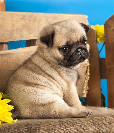 best food for pug puppies #dogmemes | Baby pugs, Cute pug puppies, Cute pugs