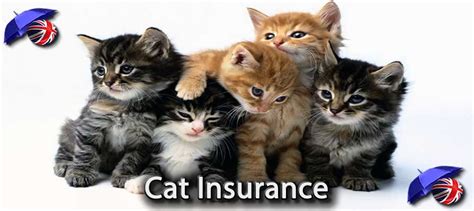 Cat Insurance UK | Compare and Review Pet Insurance for Cats