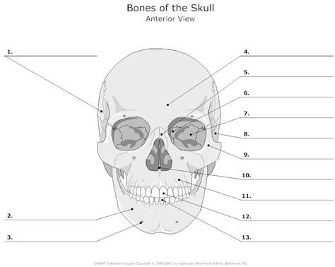 foot skeleton unlabeled | Human Skull Bones Anatomy Diagram | skeleton | Pinterest | Printable ...