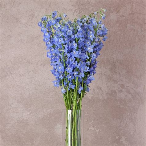 Delphinium | Delphinium, Blue delphinium, Wholesale flowers