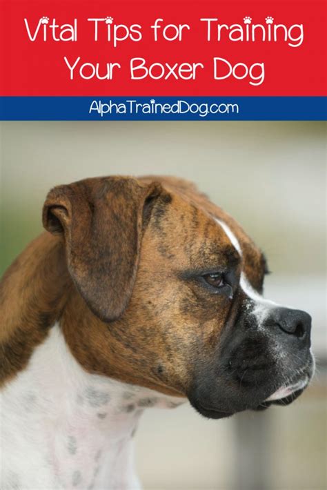 Boxer Dog Training Tips for Success - Alpha Trained Dog