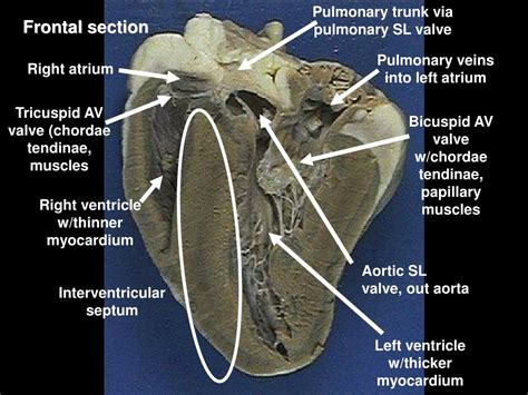 PPT - Sheep Heart Dissection PowerPoint Presentation, free download ...