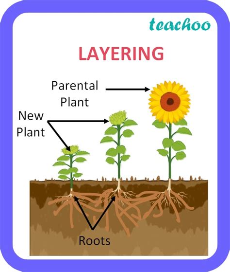 [Class 10] Vegetative Propagation - Definition, Examples, Types