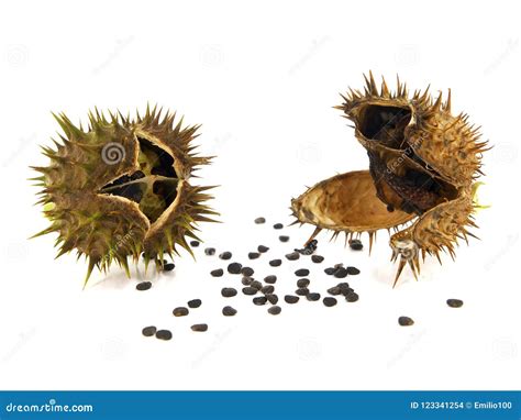 Pods and Seeds of Jimson Weed, Datura Stramonium Stock Photo - Image of angel, seedpod: 123341254