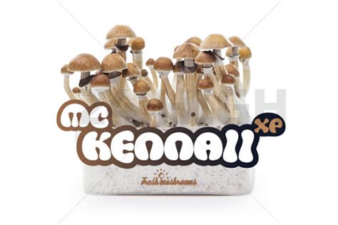 100% Mycelium Magic Mushroom Growkit McKennaii - 24High