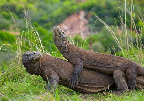 Komodo dragons, Komodo National Park, Flores Island, Indoneseia. The Komodo National Park ...