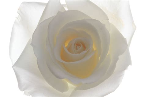 White Rose Backgrounds - Wallpaper Cave