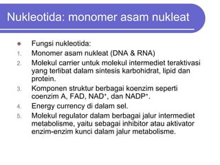 Struktur fungsi asam nukleat