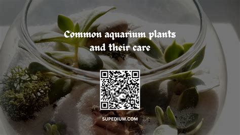 Common aquarium plants and their care | Supedium