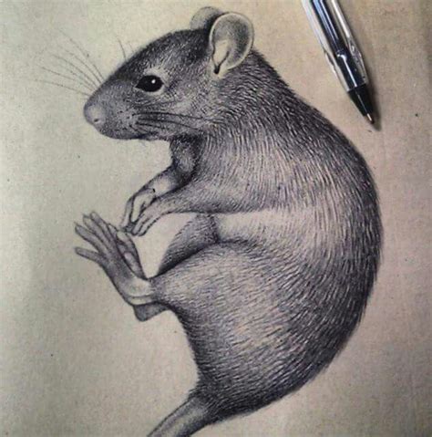 amazingly realistic ink drawing of rat … | Animal illustration art, Pet rats, Cute rats