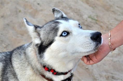 Siberian Husky Blue Eyes | What is the rarest Husky eye color?