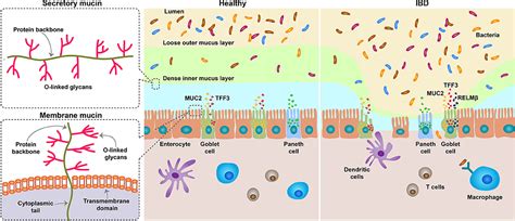 Frontiers | The Role and Function of Mucins and Its Relationship to ...