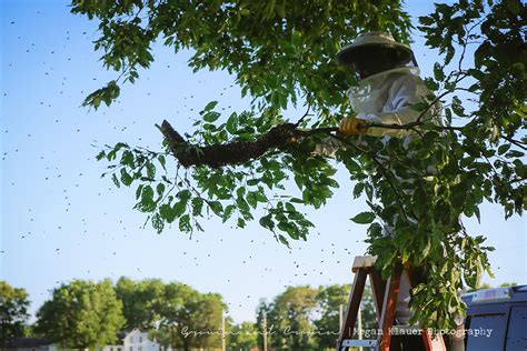 Growin & Crowin - Bringing back the Homestead: :: What's better than a Bee Swarm for an Early ...