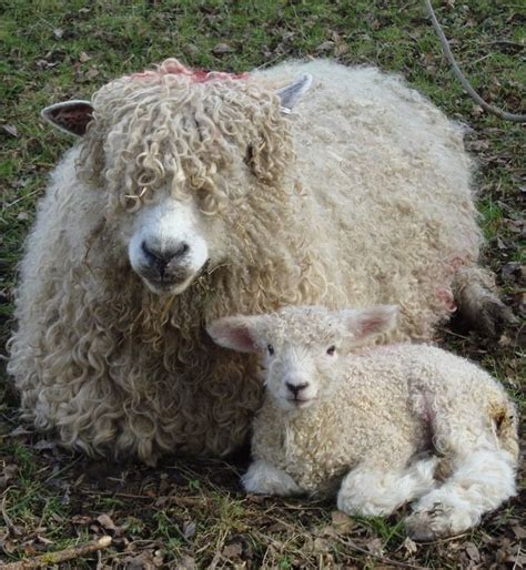 Lincoln Longwool sheep are a rare breed-formerly popular for their wool, numbers have declined ...