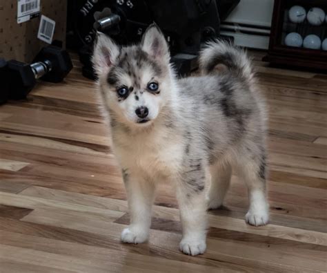 chiot pomsky | Pomsky puppies, Pomsky dog, Pomsky