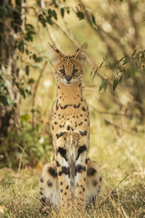 Serval | Animaux sauvages, Animaux, Felin