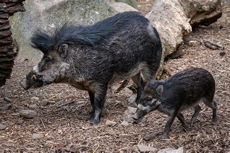 The Visayan Warty Pig - one of the rarest wild pigs - Fun In The Philippines