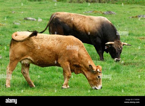 Aubrac Cattle High Resolution Stock Photography and Images - Alamy