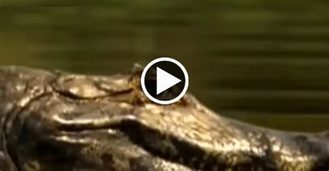 TOP 10 JAGUAR VS CROCODILE – Jeet News