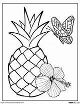 Pineapple Coloring Sheets Printable Pages sketch template