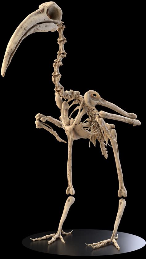 Bird Skeleton Ibis, Johann MICHEL | Animal skeletons, Animal bones ...