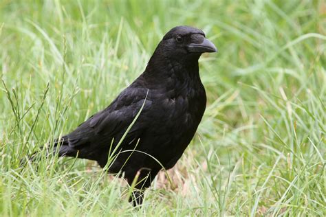 Carrion Crow