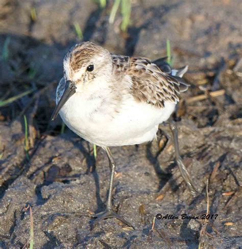 Western Sandpiper | VisitingNature