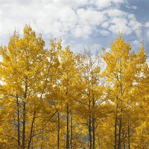 Aspen trees in Fall color stock image. Image of autumn - 2046353