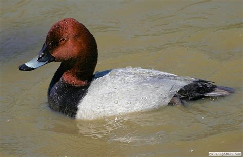 Identify Common Pochard - Wildfowl Photography.