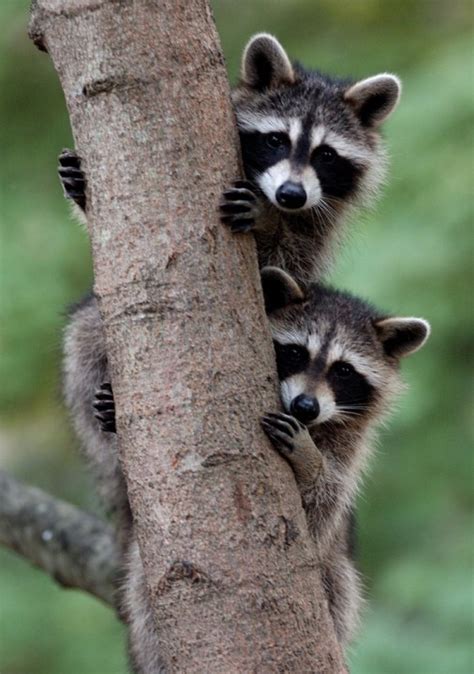 Photos by Gary Hartley/West Virginia Wildlife/1931web