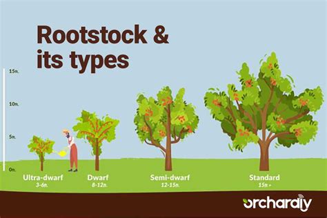 What is a rootstock? Its types & uses - Orchardly® Grow