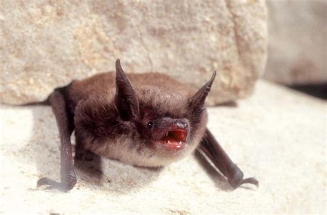 Vespertilionidae - evening bats, vesper bats | Wildlife Journal Junior