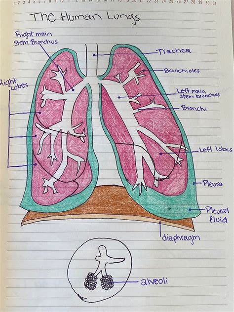 The Human Lungs Diagram | Etsy