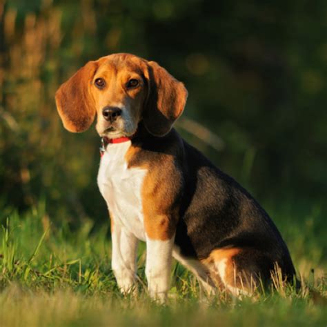 Beagle grooming, bathing and care | Espree