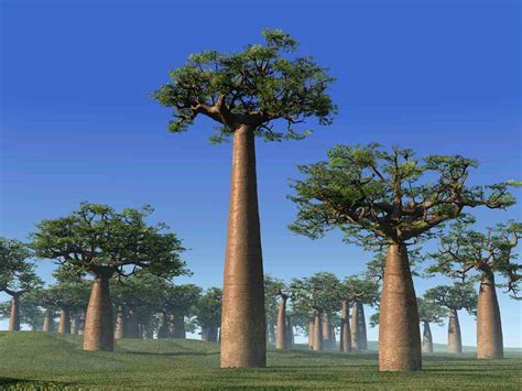 Trees Planet: Adansonia grandidieri - Grandidier's baobab