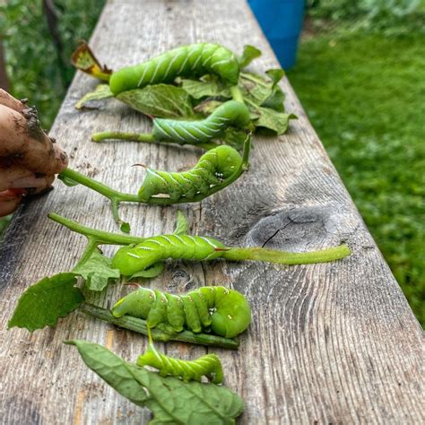 How to Kill Tomato Hornworms Organically + Prevention Tips - Simplify ...