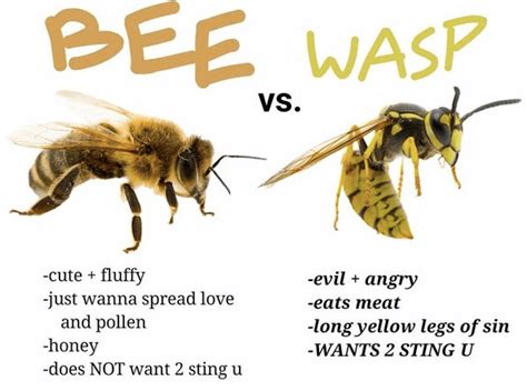 Bees vs. Wasps: What's the Difference? | JDM Pest Control