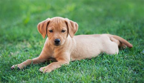 Labrador Names: Hundreds of Great Ideas to Help You Name Your Dog - The Labrador Site