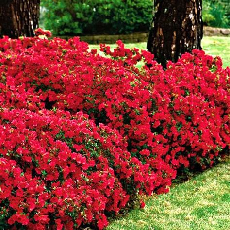 Red Flowering Shrubs For Your Garden | Outdoor plants, Outdoor gardens ...