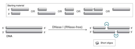 DNase I (RNase-free) | NEB