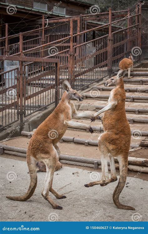 Red Australian Kangaroo Fighting Stock Image - Image of playing, animal: 150460627