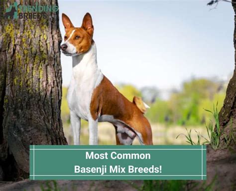 Most Common Basenji Mix Breeds! (2022)