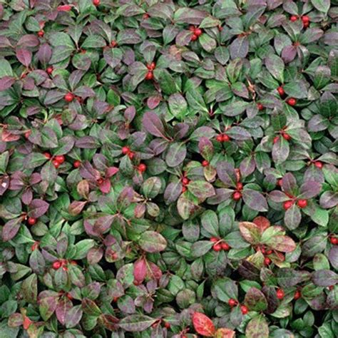 Wintergreen Seeds - Beautiful Ground Cover - Perennial - Gaultheria Procumbens ! USDA Zones: 4 ...