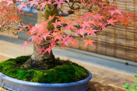 Extensive Care Guide for Japanese Maple Bonsai - Hooked on Bonsai