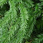 Best Yew Hedging Plants for Screens, Hedges & Backdrops! - Passionate Gardeners