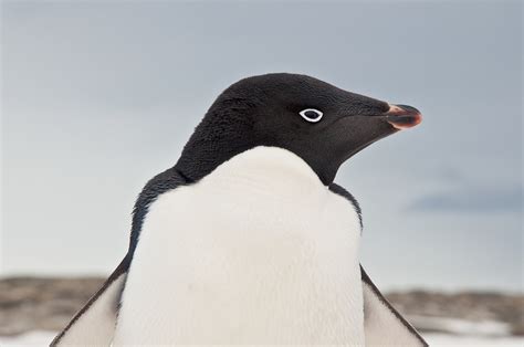 20 Amazing Adelie Penguin Facts - Facts.net